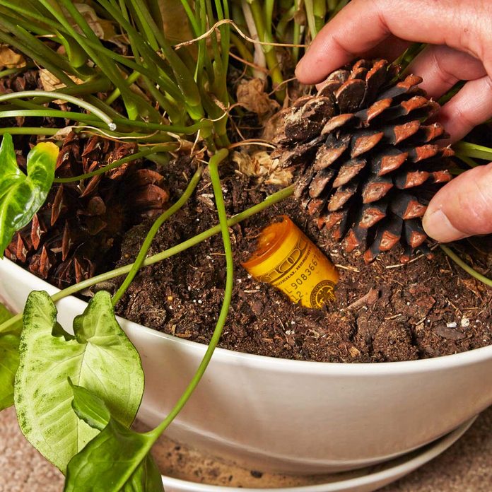 hiding money in a plant