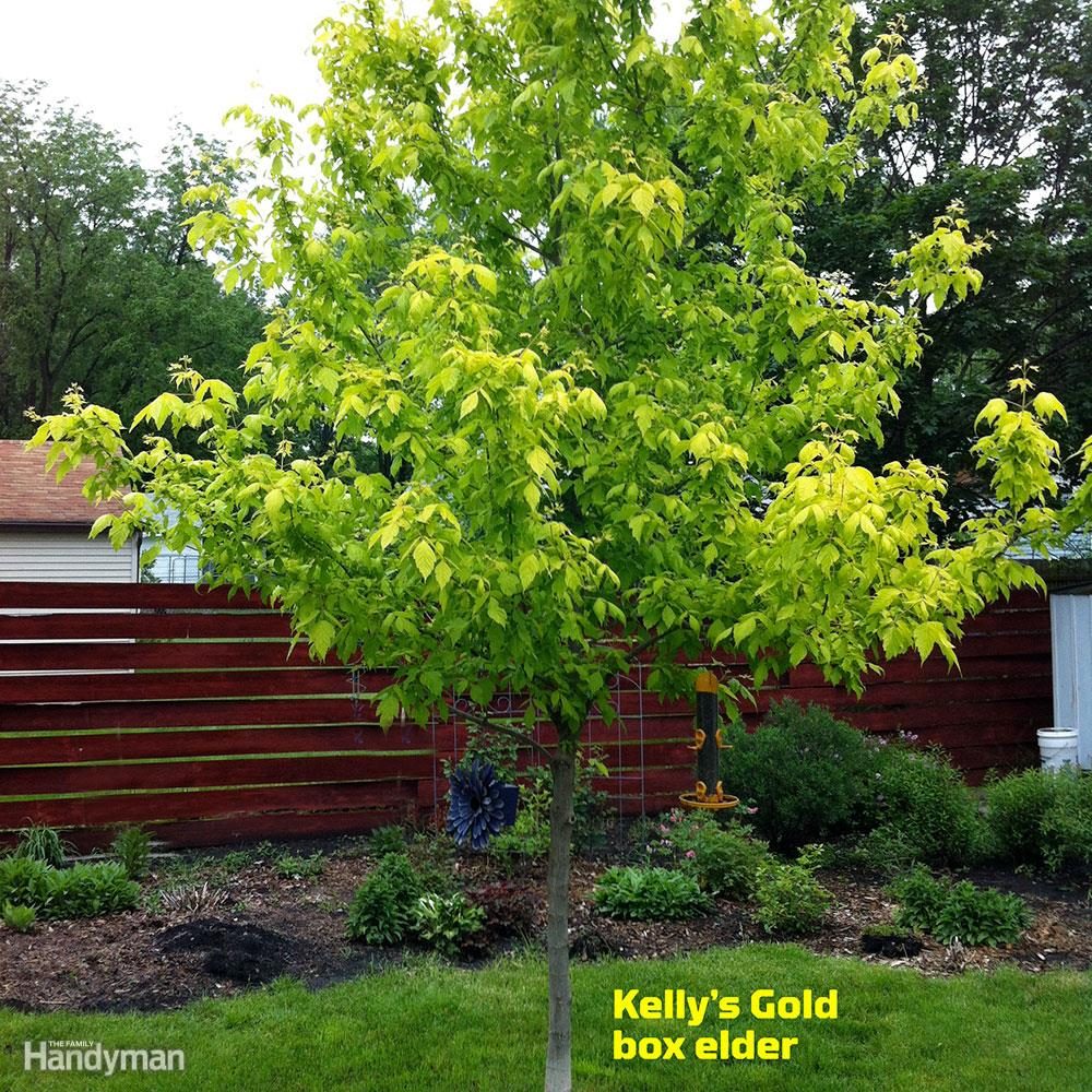DFH17APR058-_box-elder-kellys-gold