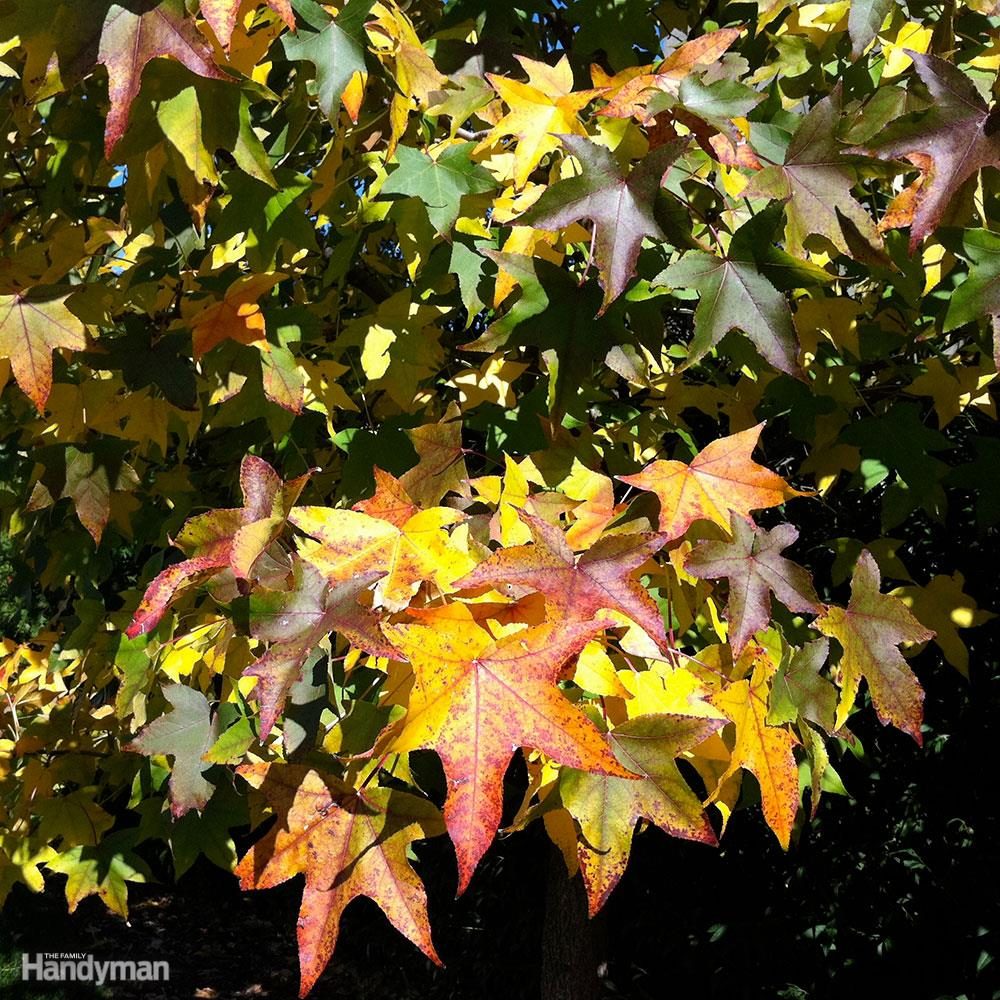 sweet-gum