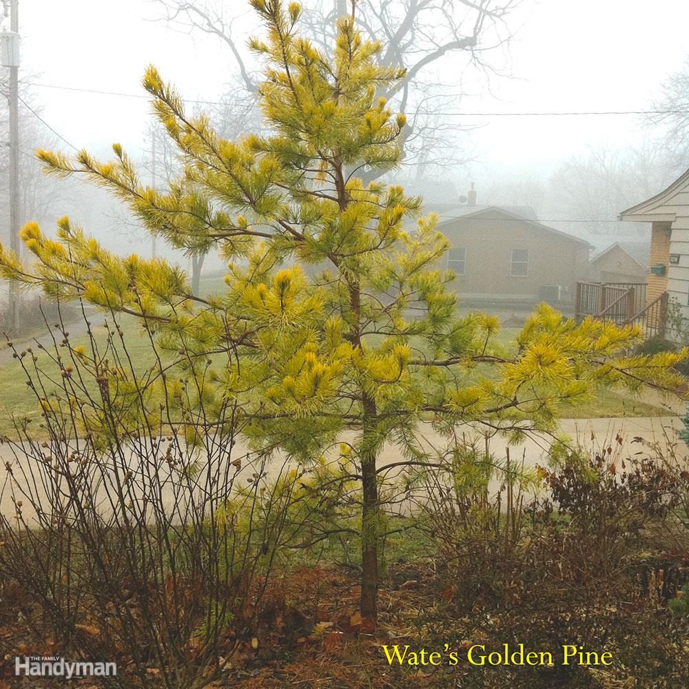 wates-golden-pine