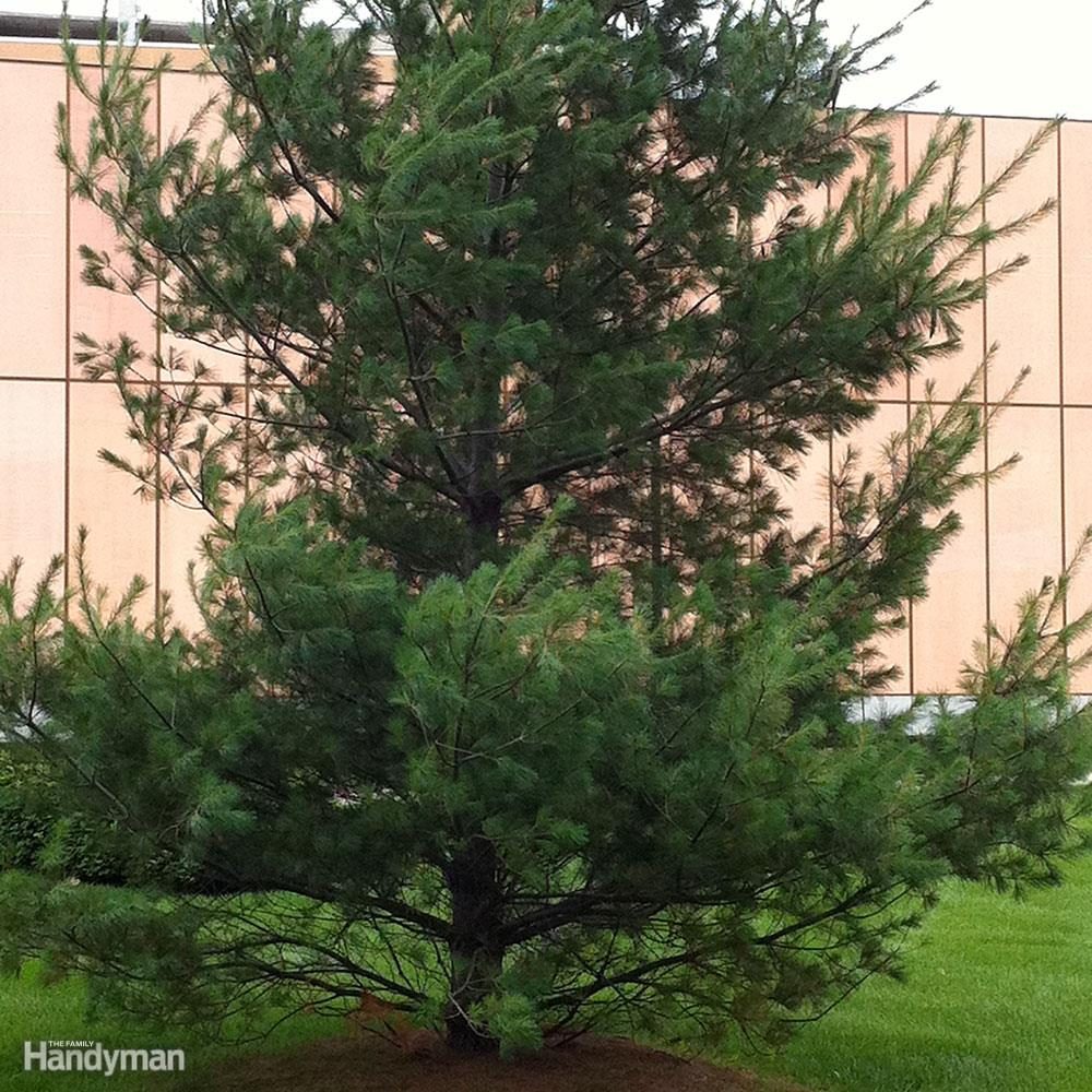 white-pine