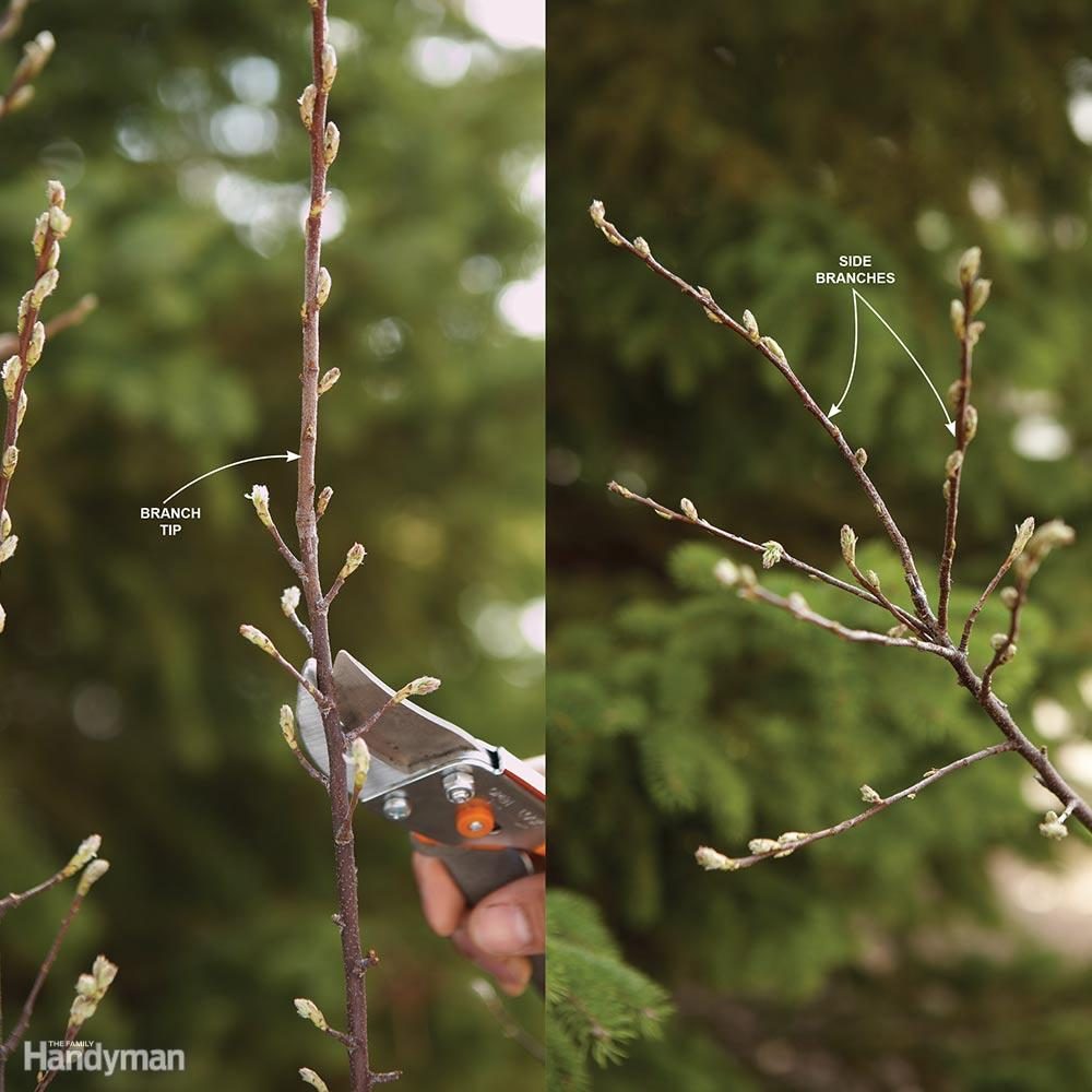First-Year Bush Pruning