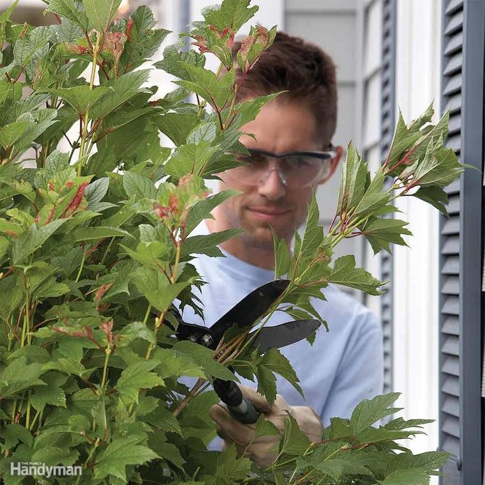 trim shrubs
