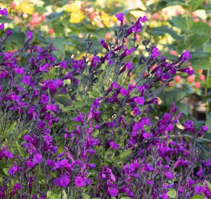 ignition-salvia-landscape