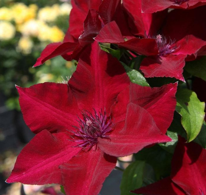nubia-clematis