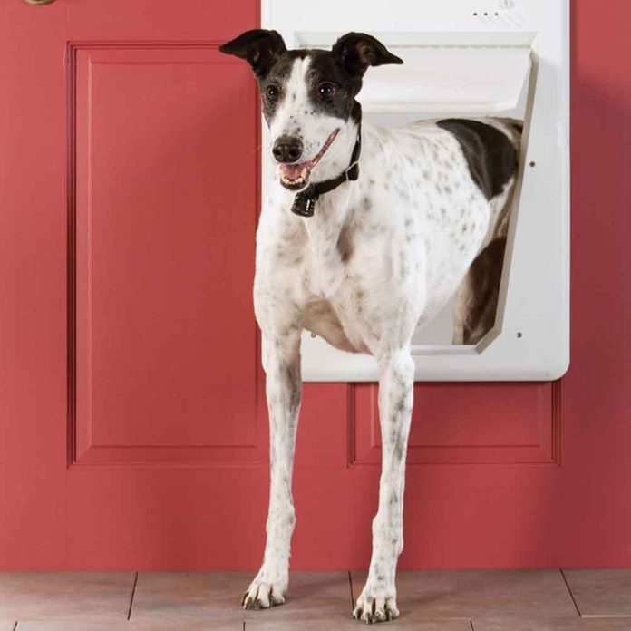 Digital Doggie Door