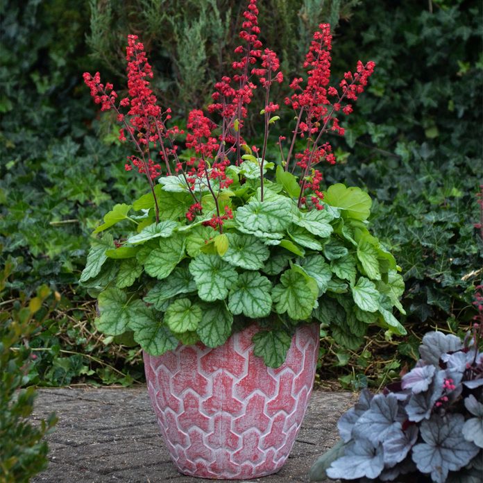 'Pretty Pistachio' and 'Appletini' Coralbells