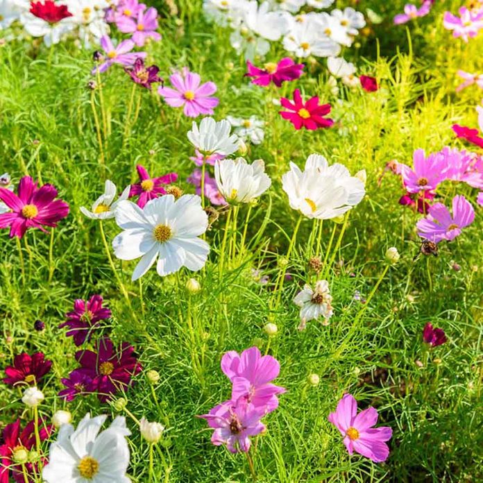 Cosmos