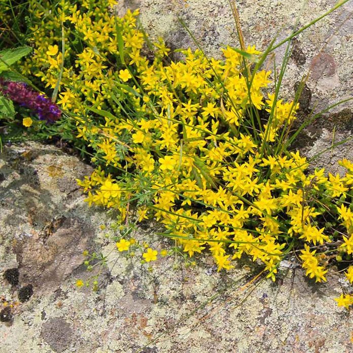 Sedum