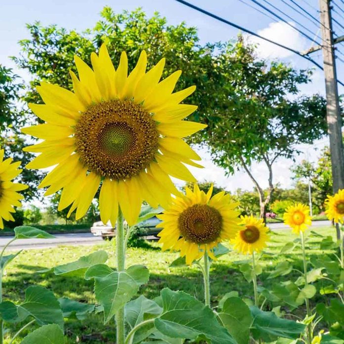 Sunflower