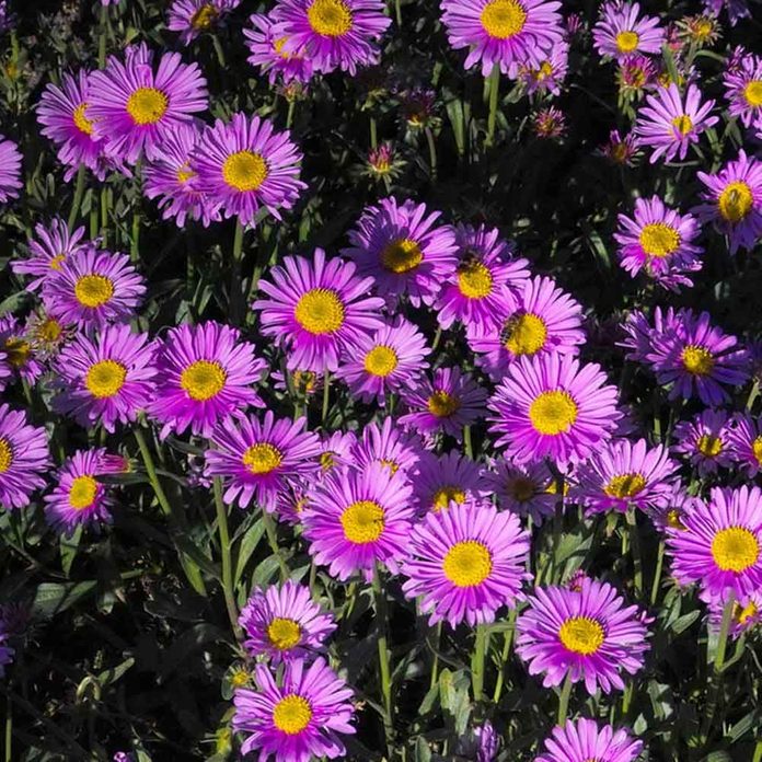 Aster