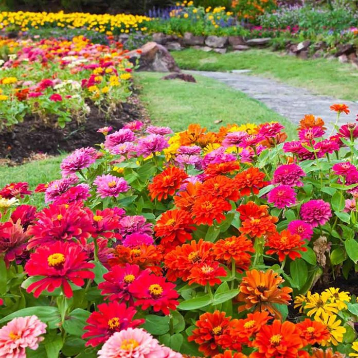 Zinnia
