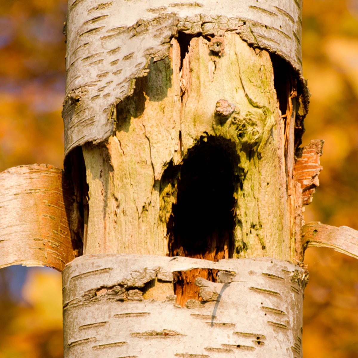 How to Scare Away Woodpeckers: Wrapping Trees