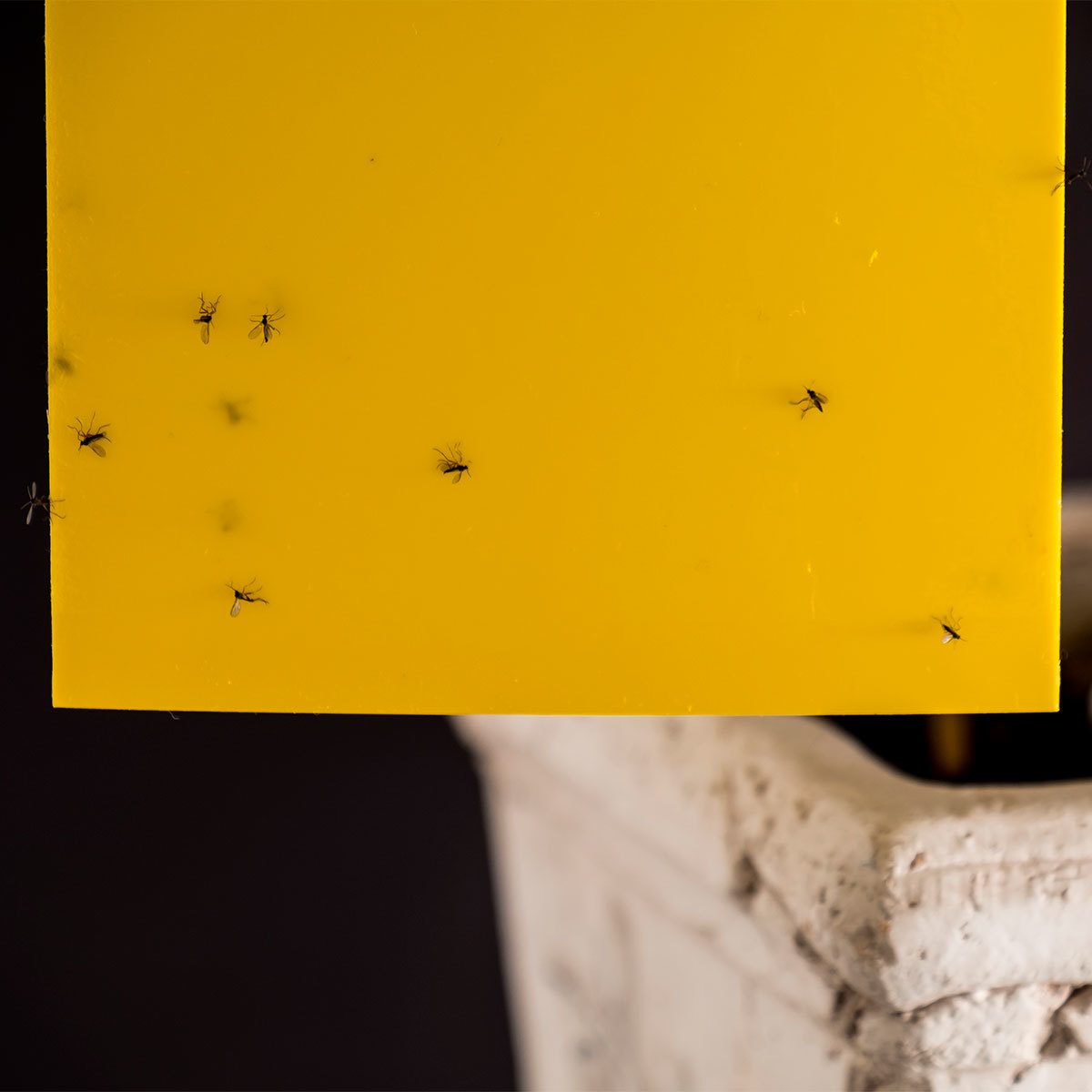 flies