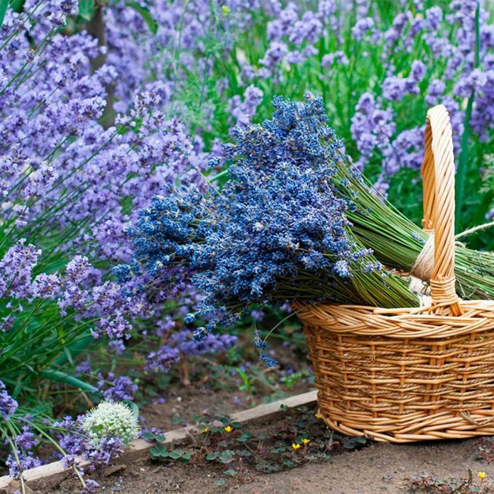 lavander