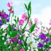 49 Colorful Plants to Brighten Up Your Landscape