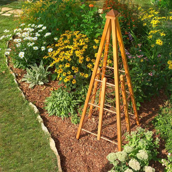 trellis rule of thirds photo