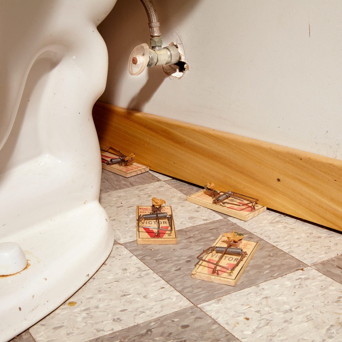 Confirmed Mice in the House