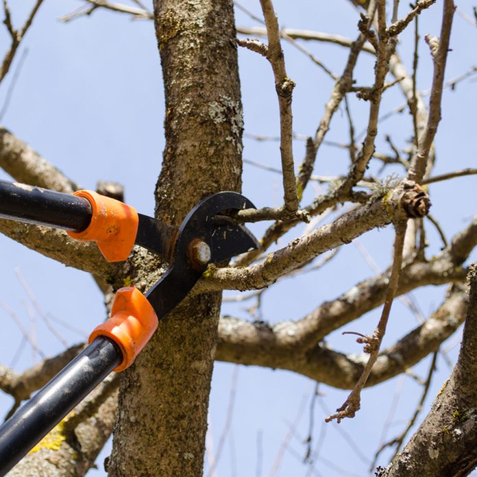 Trimming trees
