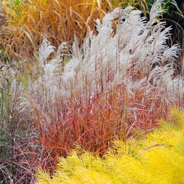 shutterstock_40903738 Flame Grass