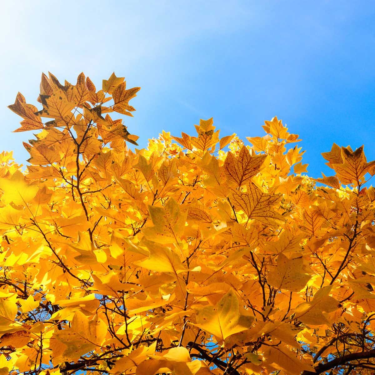 Tulip tree