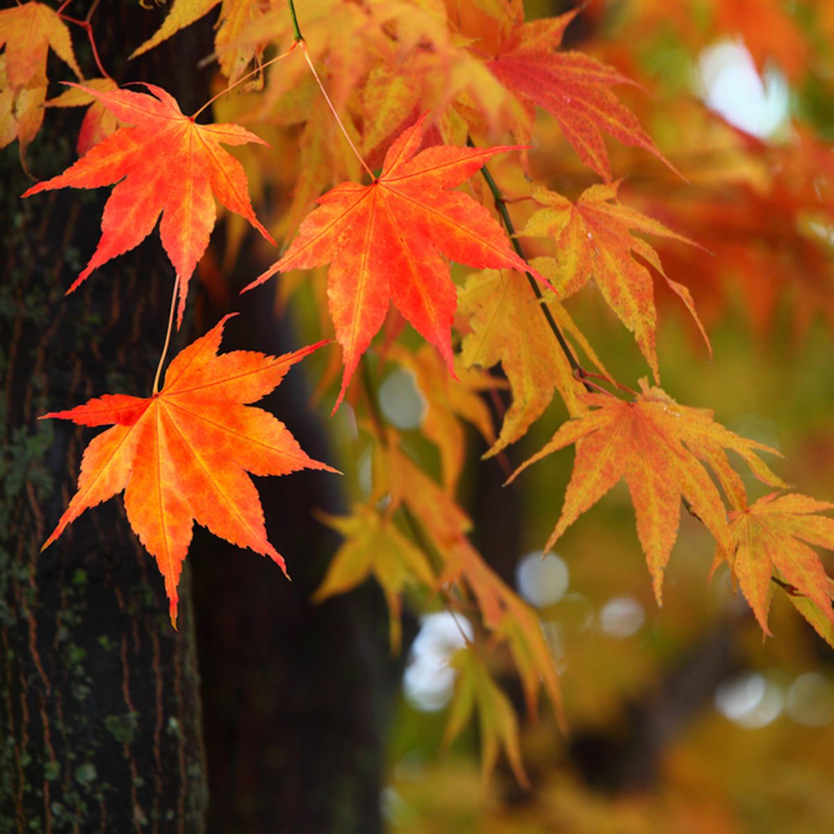 Japanese Maple Tree Fall Foliage