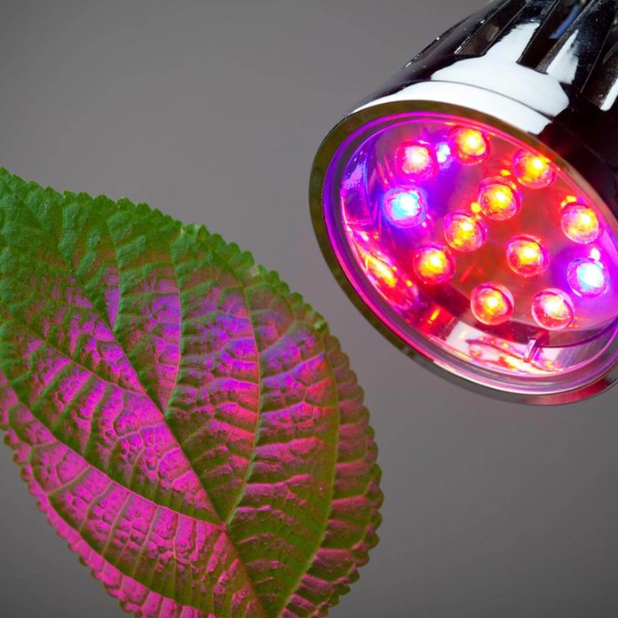 dfh14_shutterstock_77258875 indoor plants grow ligh