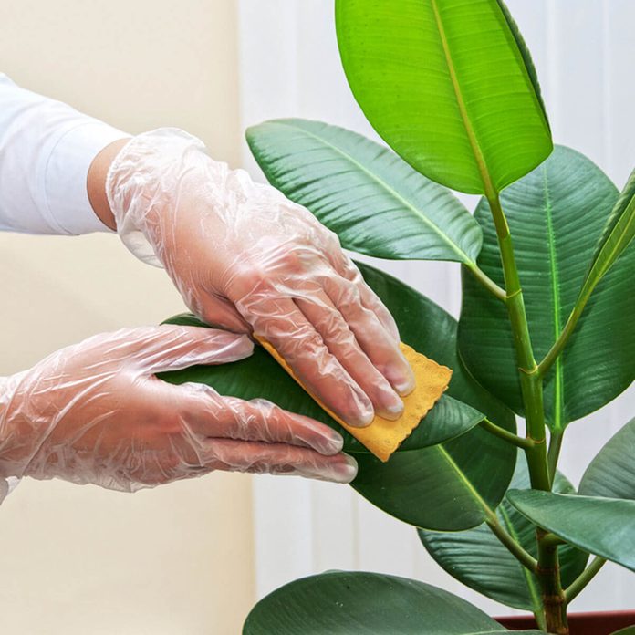 dfh4_shutterstock_117271666 dust clean house plant leaves