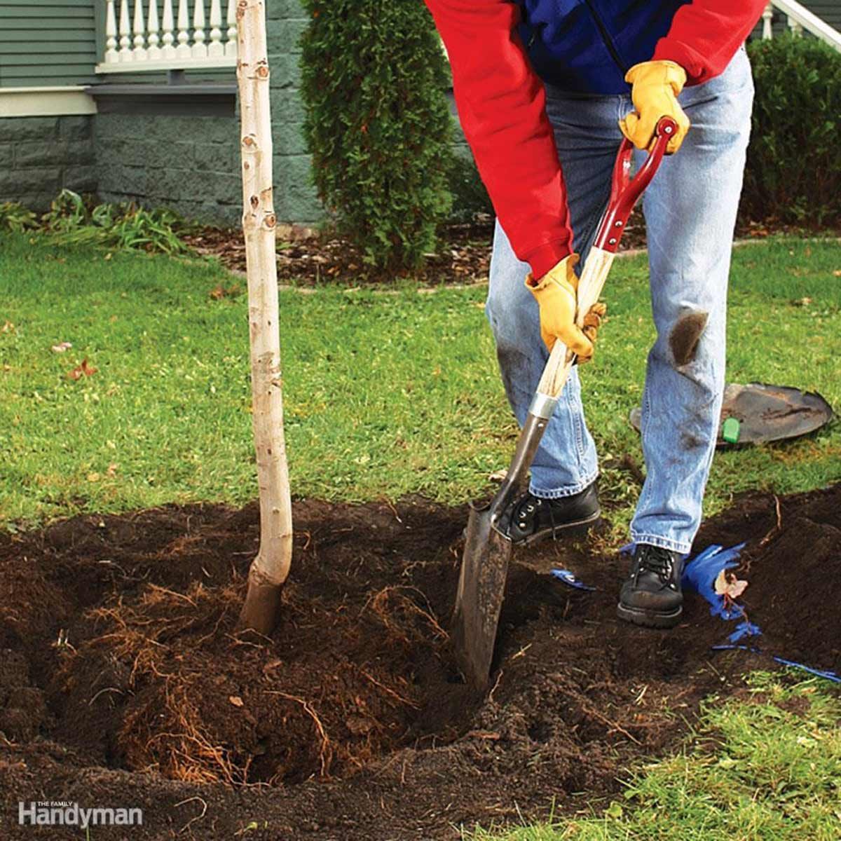 A person digs a hole with a shovel in a grassy area, planting a small tree, surrounded by green plants and a house in the background.