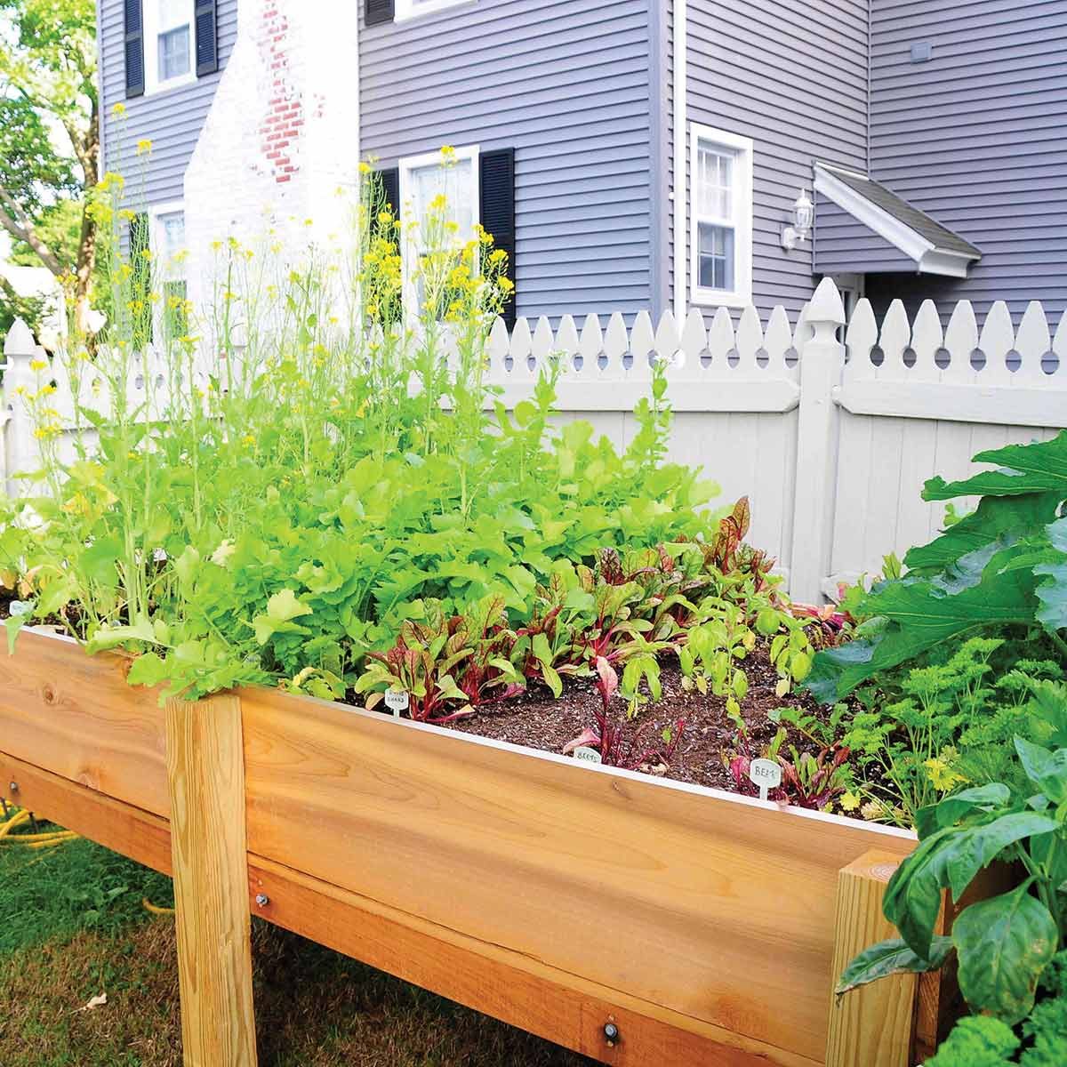 Elevated Vegetable Garden Planter