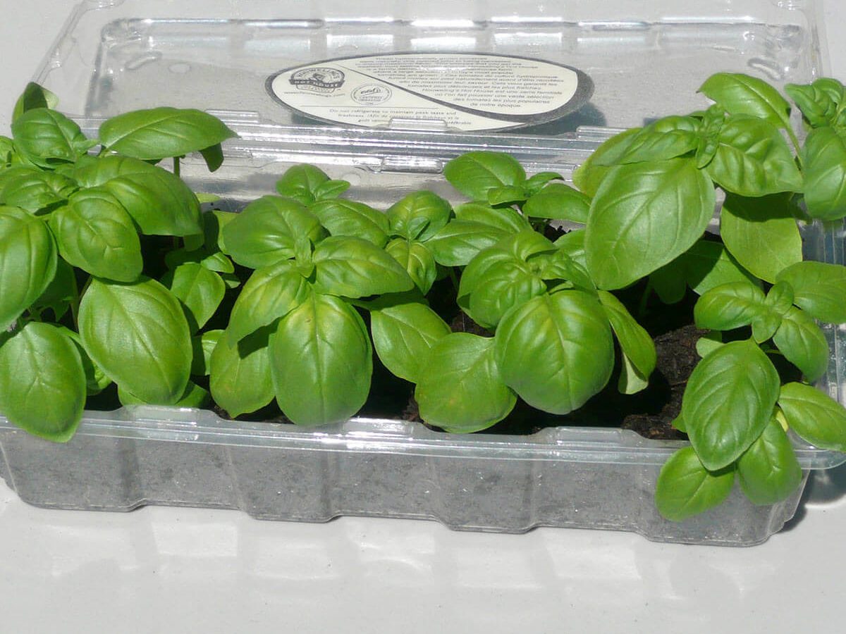 Clamshell Packaging is not Recyclable