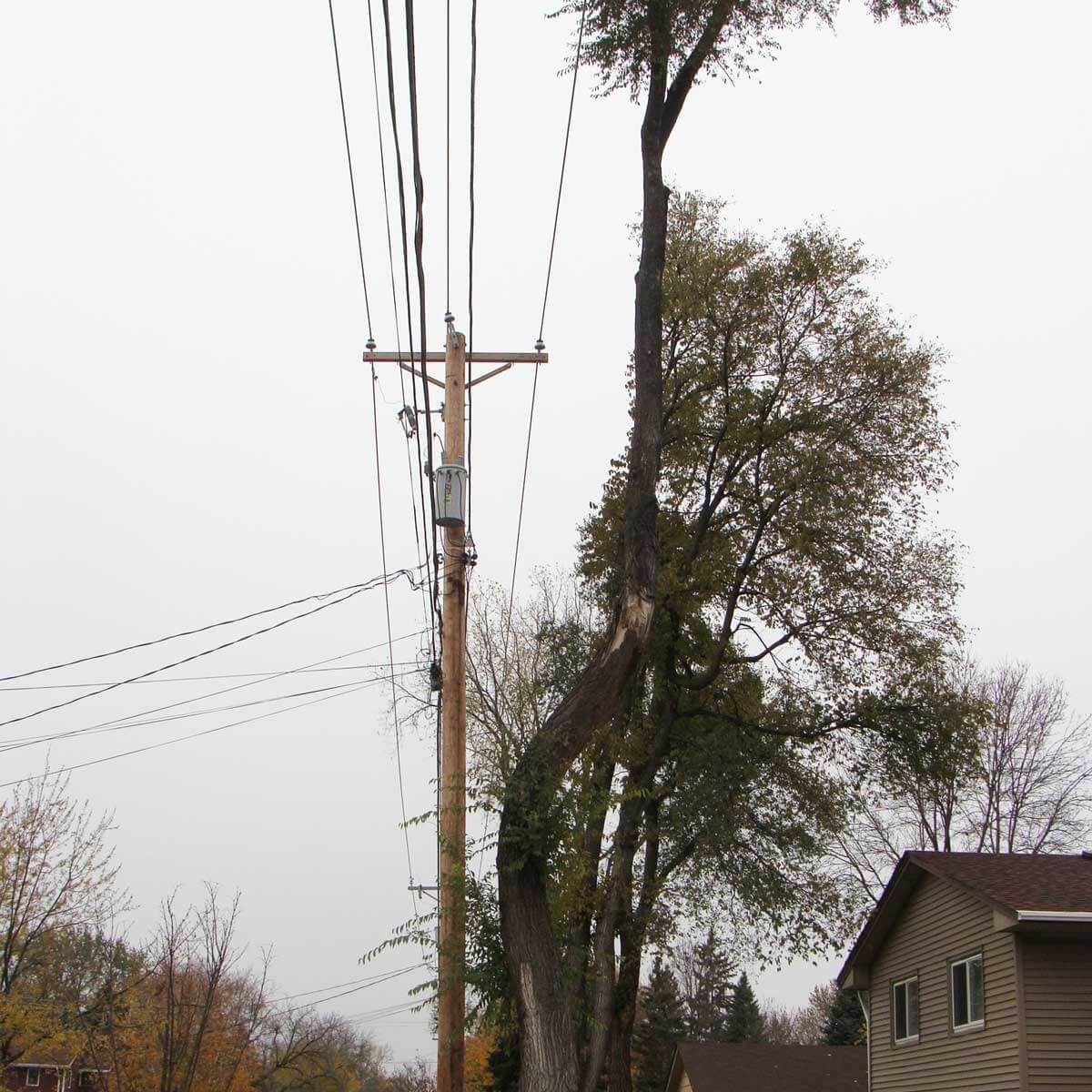 Republican tree?