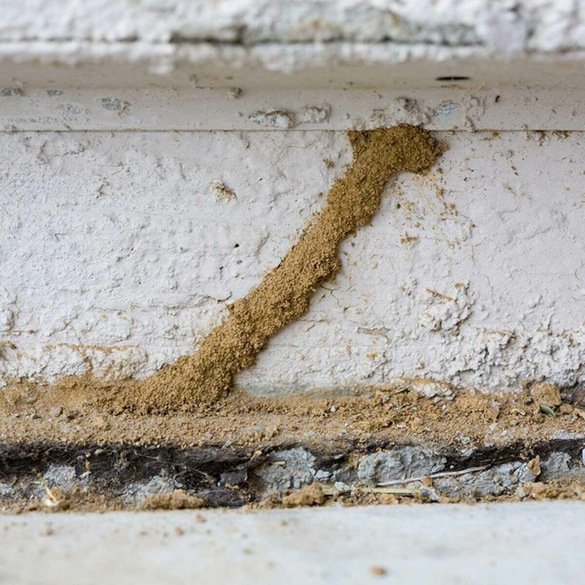 Inspect Your Foundation Each Season