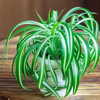 A vibrant green plant with long, striped leaves grows in a white pot, resting on a wooden table against a blurred background.