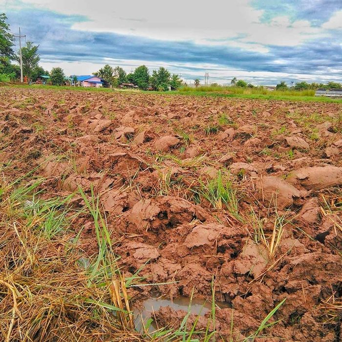 clay soil