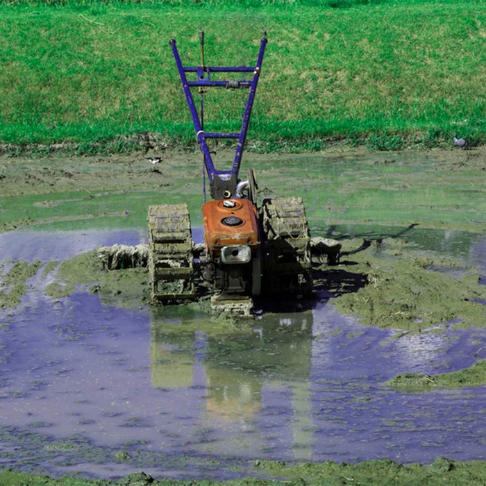 swampy land