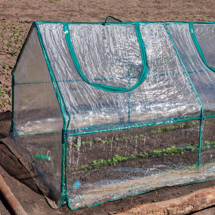 greenhouse