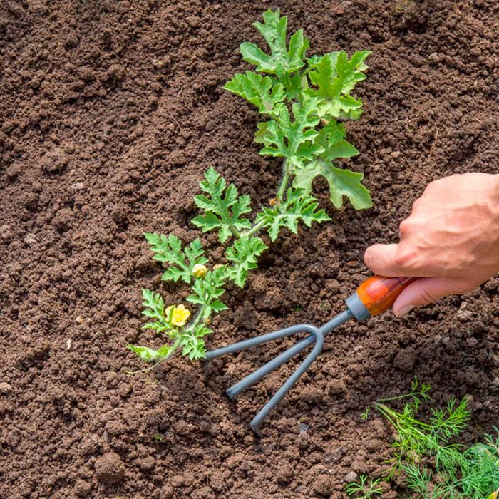 hand rake in garden