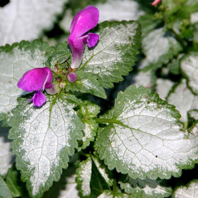 Lamium Shade Garden Flower