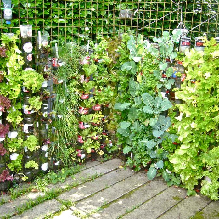 plant flower wall