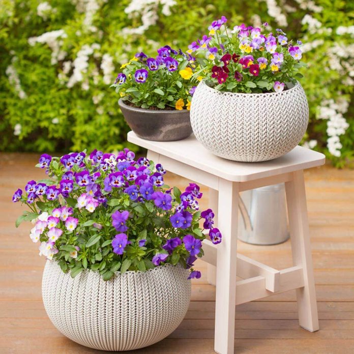 Potted Pansies
