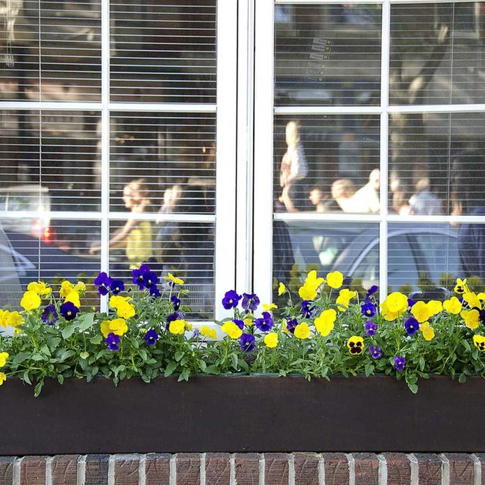 flowers in window boxes