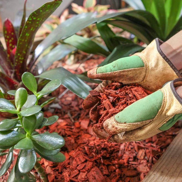 laying mulch
