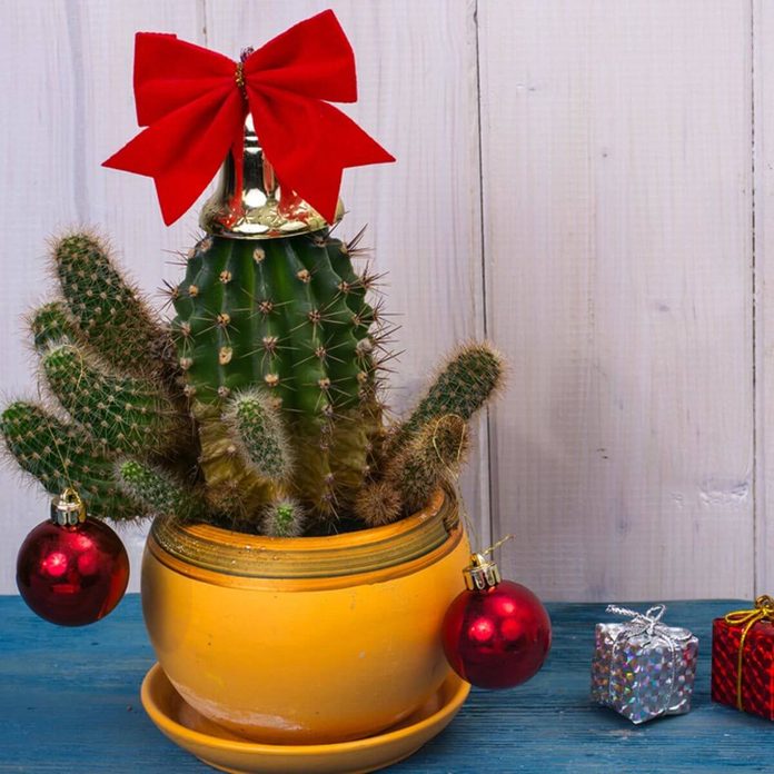christmas cactus