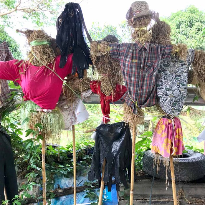 scarecrows