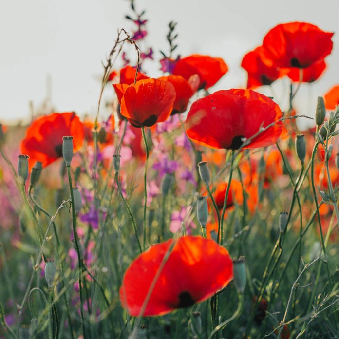 poppies wildflowers