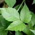 10 Invasive Plants You Should Get Out of Your Garden Now
