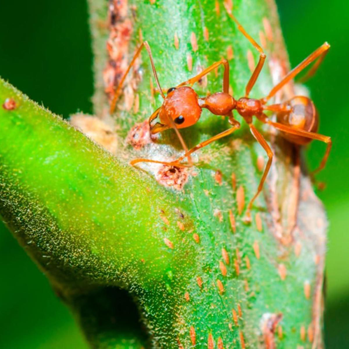 ant
