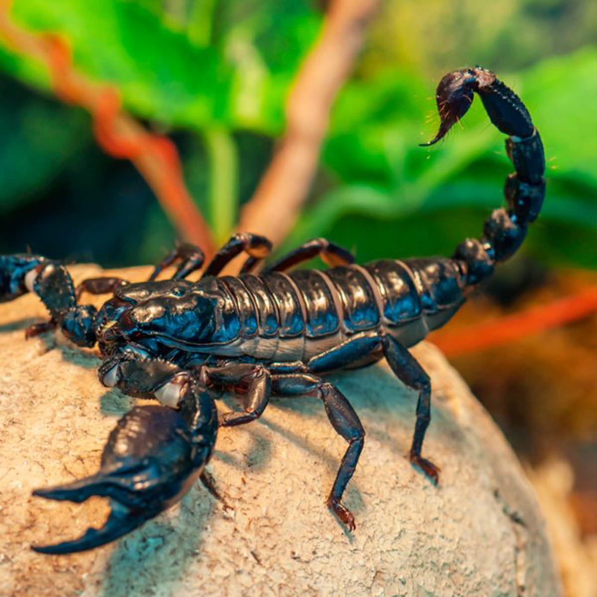 Scorpions