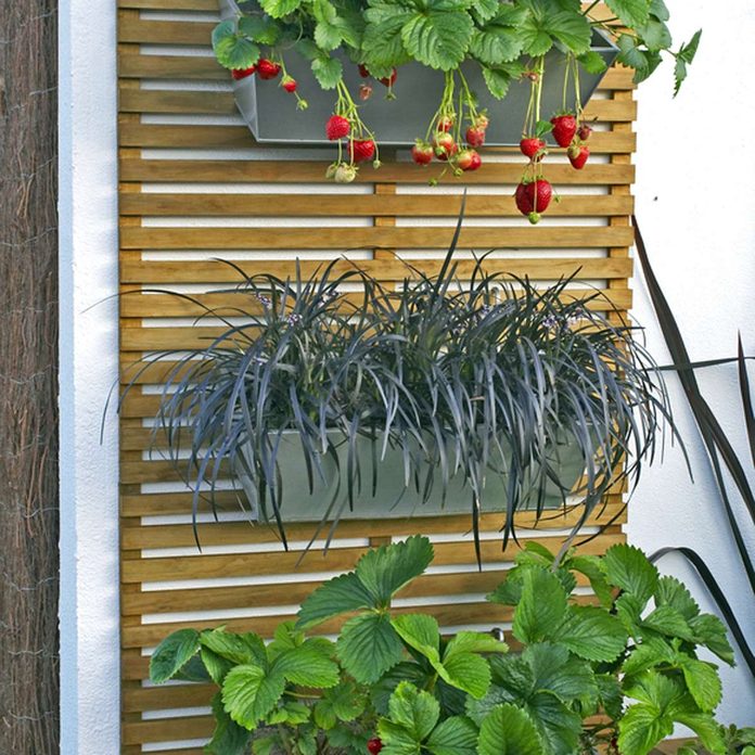 backyard ideas for small yards using hanging plants